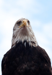 Seeadler