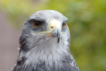 Greifvogel