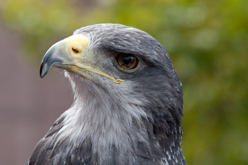 Greifvogel