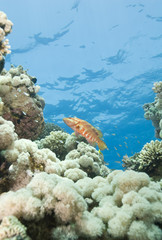 Naklejka na ściany i meble Sixspot grouper on a tropical coral reef.