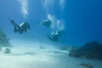 Fotobehang Scuba divers during a dive in clear shallow water. © caan2gobelow