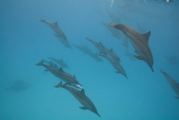 Swimming Spinner dolphins. Spinner dolphins.