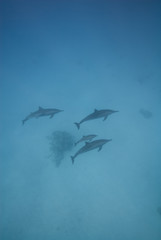 Swimming Spinner dolphins. Spinner dolphins.