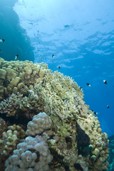 Naklejka na ściany i meble A colorful and vibrant tropical coral reef scene.