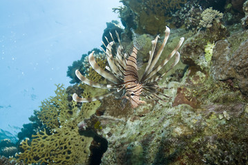 Naklejka na ściany i meble Common Lionfish on a tropical coral reef.