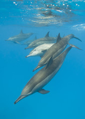 Schooling Spinner dolphins. Selective focus.