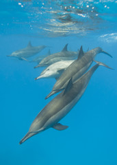 Scolarité des dauphins à long bec. Mise au point sélective.