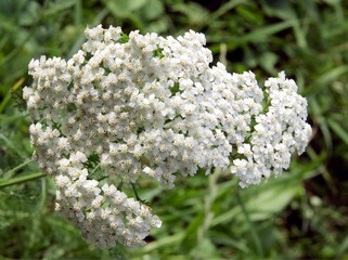 yarrow herb blooming