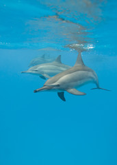 Naklejka premium Schooling Spinner dolphins.