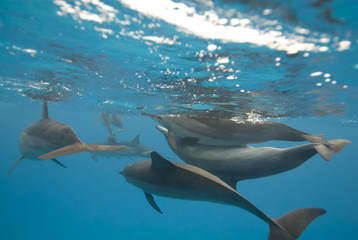 Accouplement de dauphins à long bec.