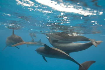 Zelfklevend Fotobehang Parende Spinner-dolfijnen. © caan2gobelow