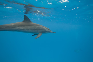 Swimming Spinner dolphin in the wild.