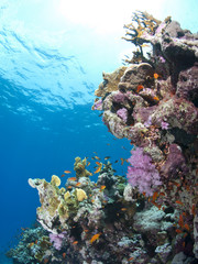 Fototapeta na wymiar Colorful tropical coral scene in shallow water.