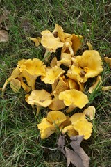 yellow fungus