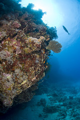 Naklejka na ściany i meble Kolorowe tropikalnych koral scena w płytkiej wodzie.