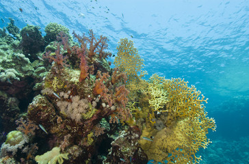 Fototapeta na wymiar Colorful tropical coral scene in shallow water.