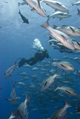 Underwater videographer capturing a school of Twinspot snappers