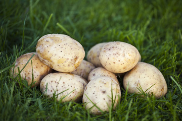 Świeże ziemniaki w trawie