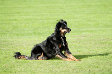 Fototapeta premium Obedient black pet dog, Collie cross