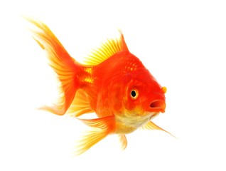 goldfish