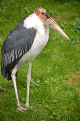 Marabou Stork full size