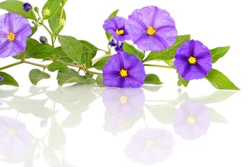 Lycianthes rantonnei | Enzianstrauch