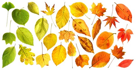 Herbstlicher Farbverlauf | autumn colour gradient