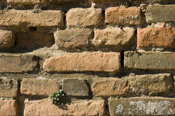 Brickwall
