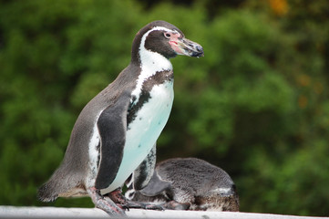 Peruvian Penguin standing