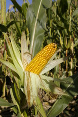 Epis de maîs