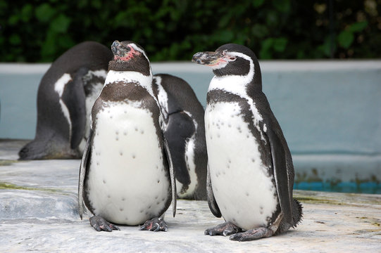 Peruvian Penguins