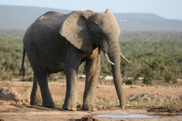 Fototapeta na wymiar African Elephant at Waterhole