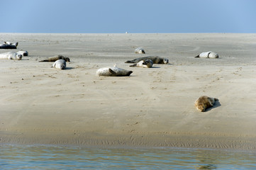 Naklejka premium Seal in nature landscape