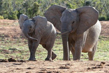 African Elephant Baby and Mother