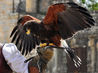 dressage de rapace