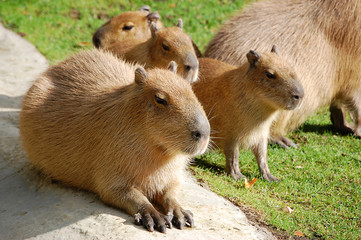 Capybara family