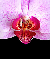 violet orchid closeup on the black background