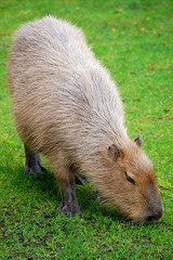 Capybara vertical