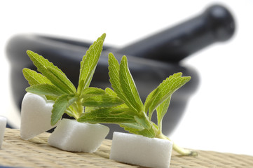 Stevia Rebaudiana mit Zuckerwürfel und Mörser