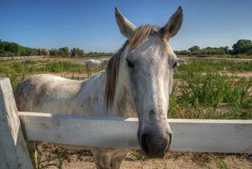 cavallo camargue hdr