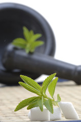Stevia Rebaudiana mit Zuckerwürfel und Mörser