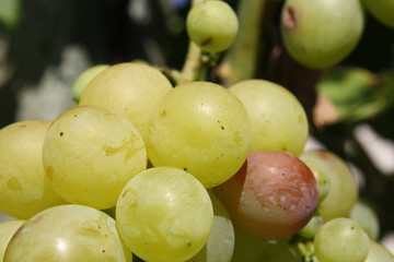 Grapes