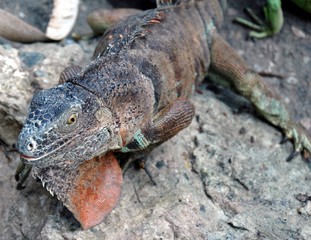 Iguane