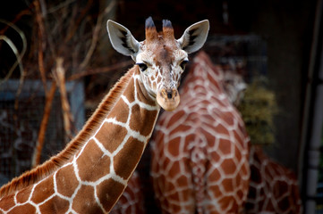 Reticulated Giraffe close up