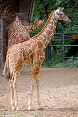 Reticulated Giraffe full size vertical