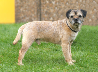 Obraz premium BORDER TERRIER