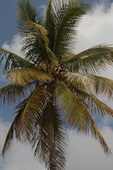 Fototapeta na wymiar Orzech kokosowy