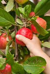 A child's hand picking a red apple from the tree