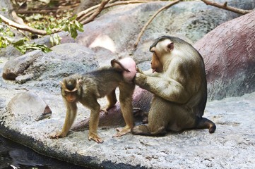 Pigtail Macaque couple