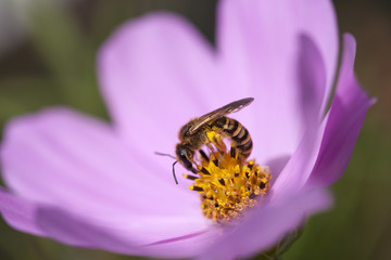 Guèpe sur cosmos